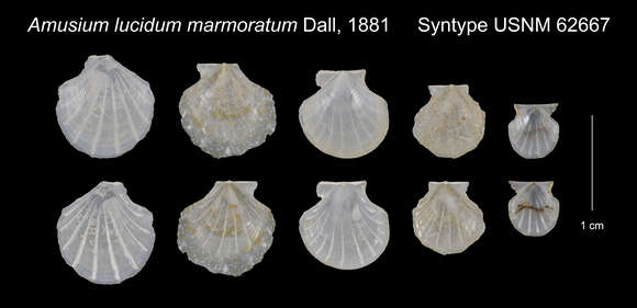 Parvamussium marmoratum (Dall 1881)的圖片