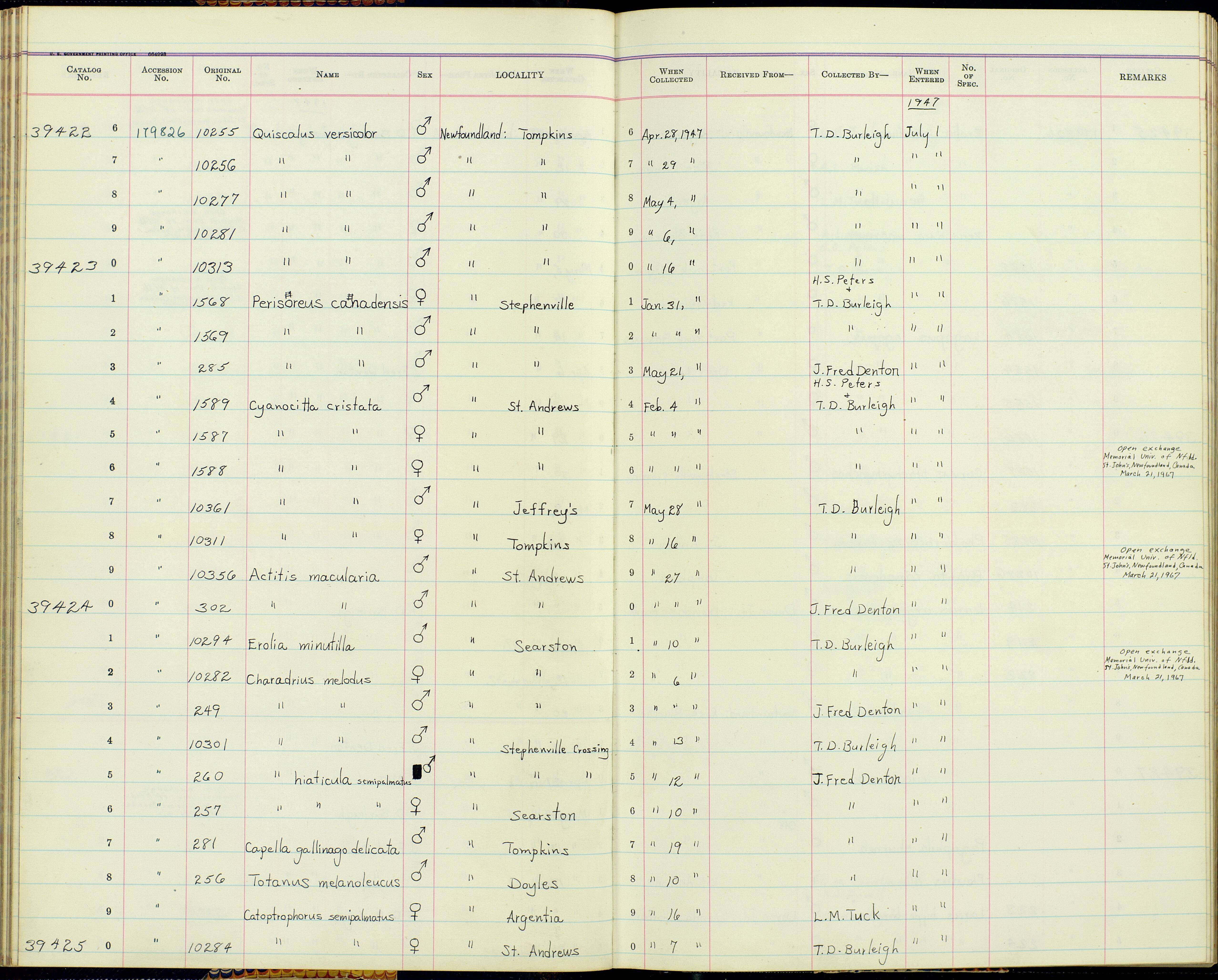 Cyanocitta cristata bromia Oberholser 1921 resmi