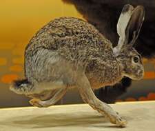 Image of Black-tailed Jackrabbit