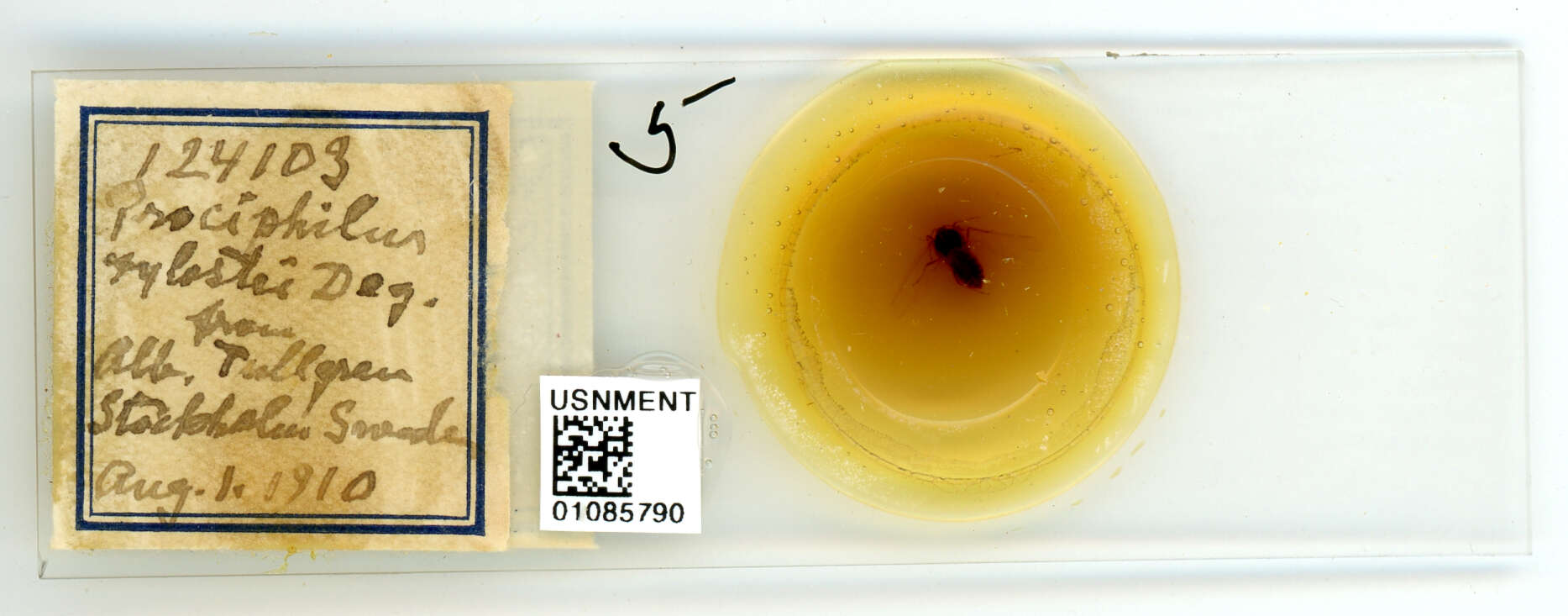 Image of Aphid
