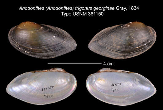 Image of Anodontites trigonus (Spix 1827)