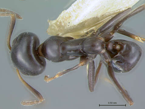 Plancia ëd Iridomyrmex albitarsus Wheeler 1927