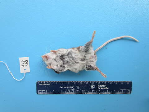 Image of Deer Mouse