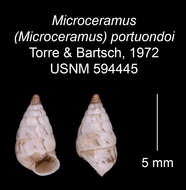 Imagem de Microceramus portuondoi C. Torre & Bartsch 2008