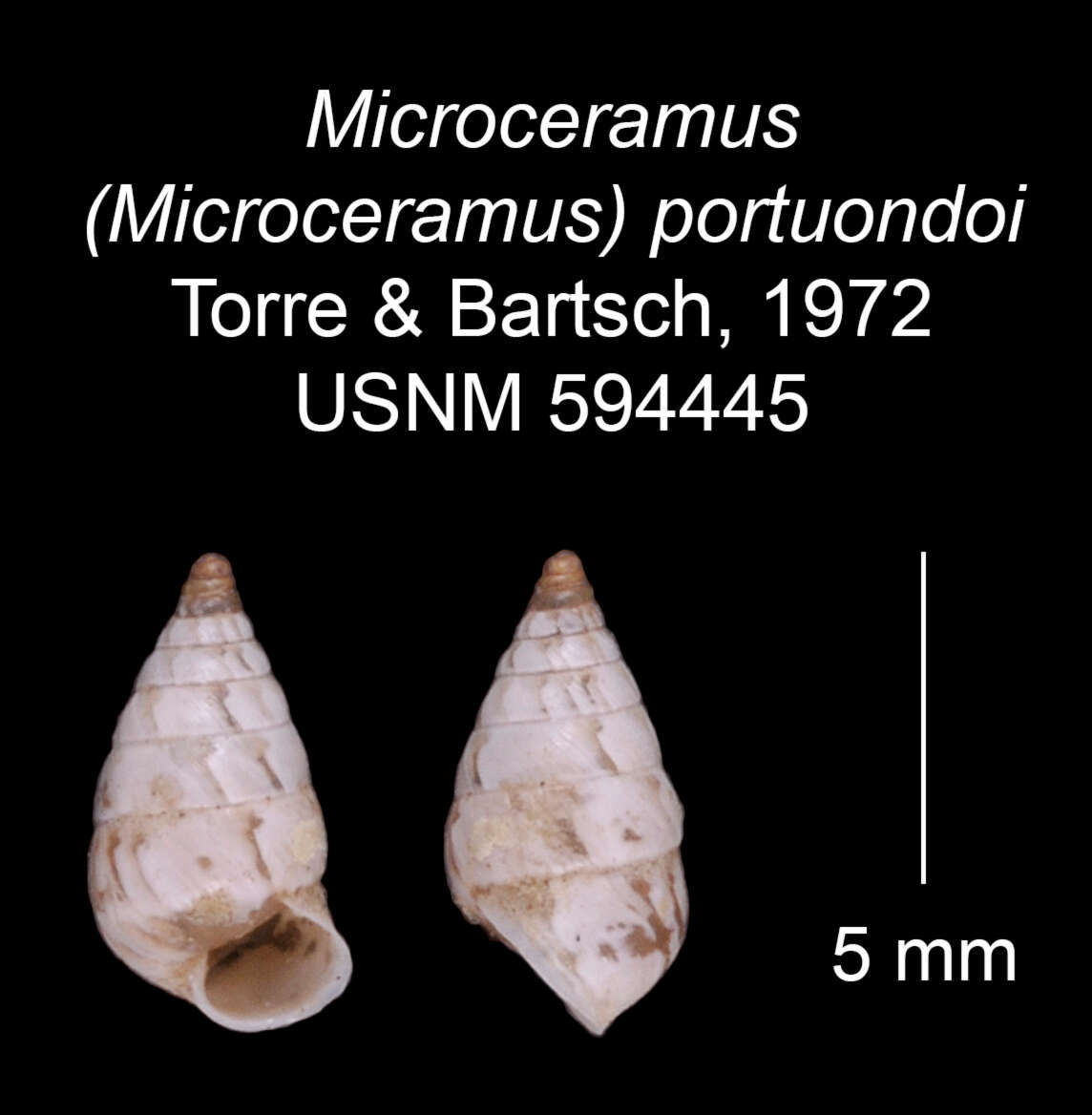 Imagem de Microceramus portuondoi C. Torre & Bartsch 2008