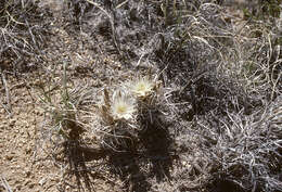 Image of Grama Grass Cactus