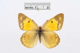 Image of Colias romanovi Grum-Grshimailo 1885