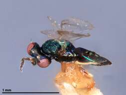 صورة Chrysonotomyia Ashmead 1904