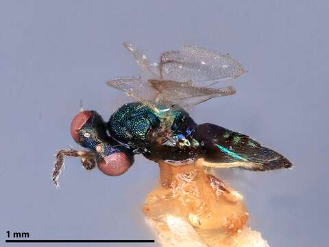 Image of Chrysonotomyia Ashmead 1904