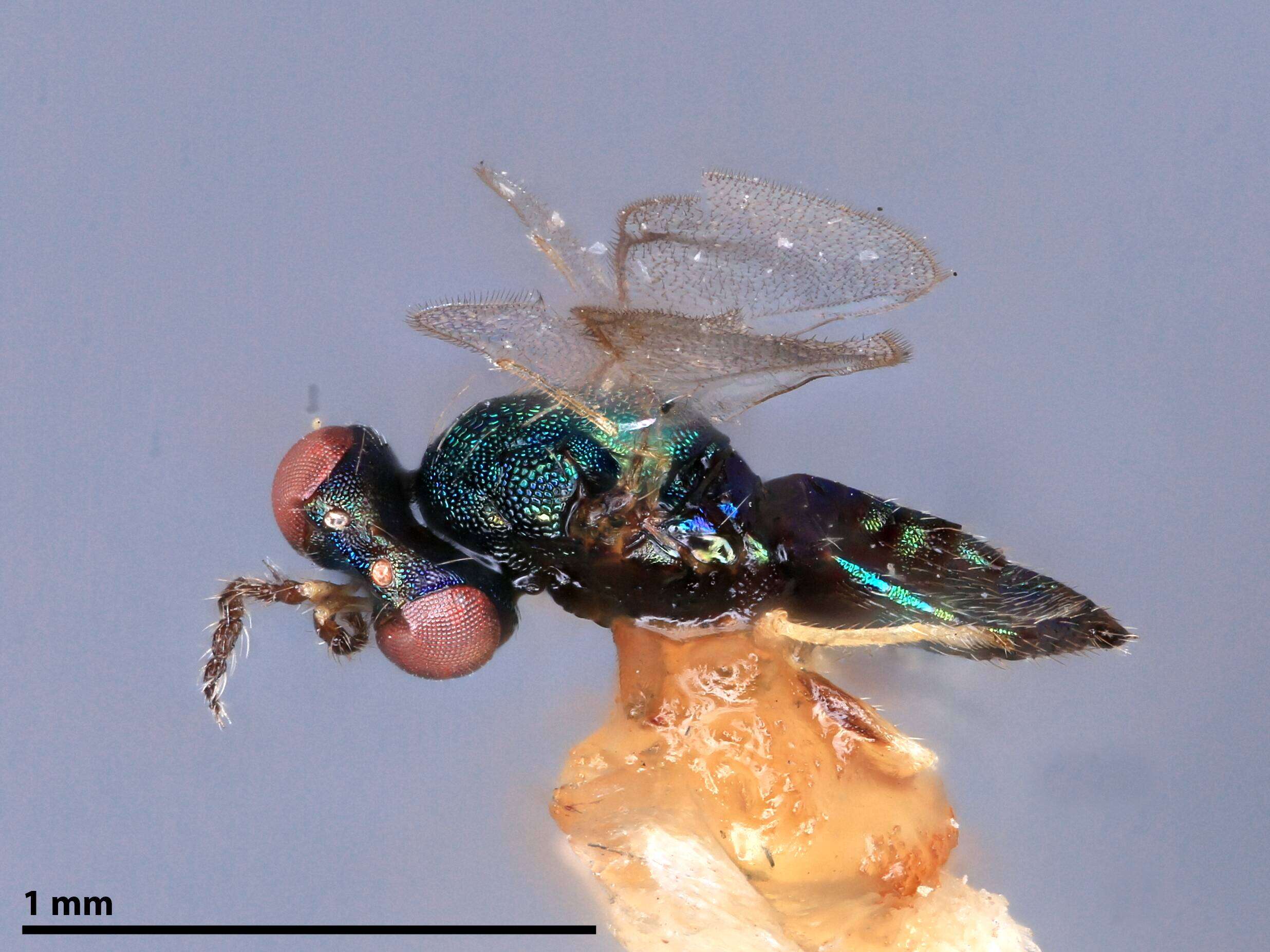 صورة Chrysonotomyia Ashmead 1904