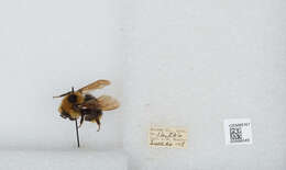 Image de Bombus insularis (Smith 1861)