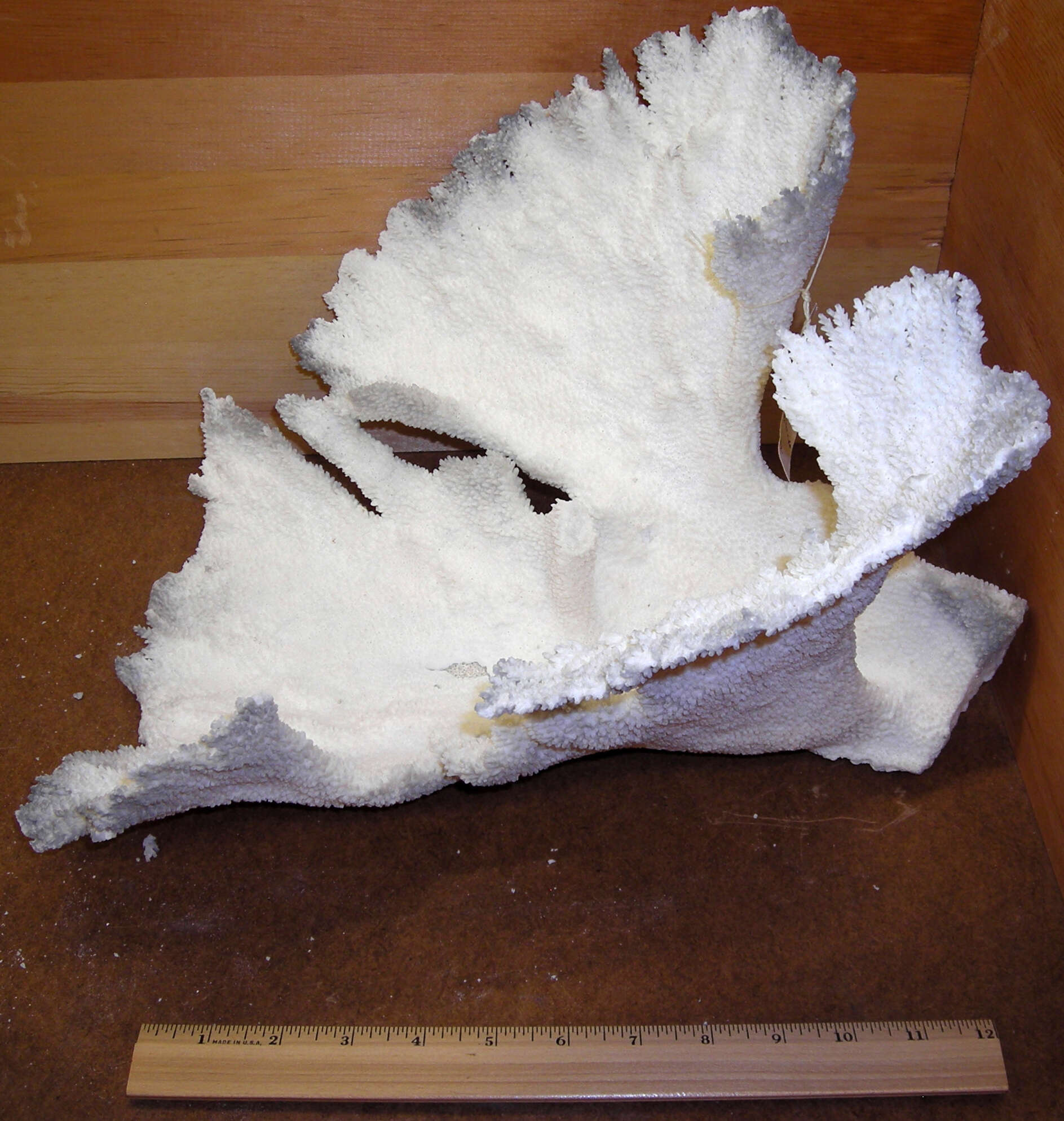 Image of Elkhorn Coral