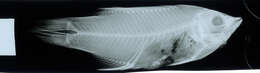 Image of Black-belt hogfish