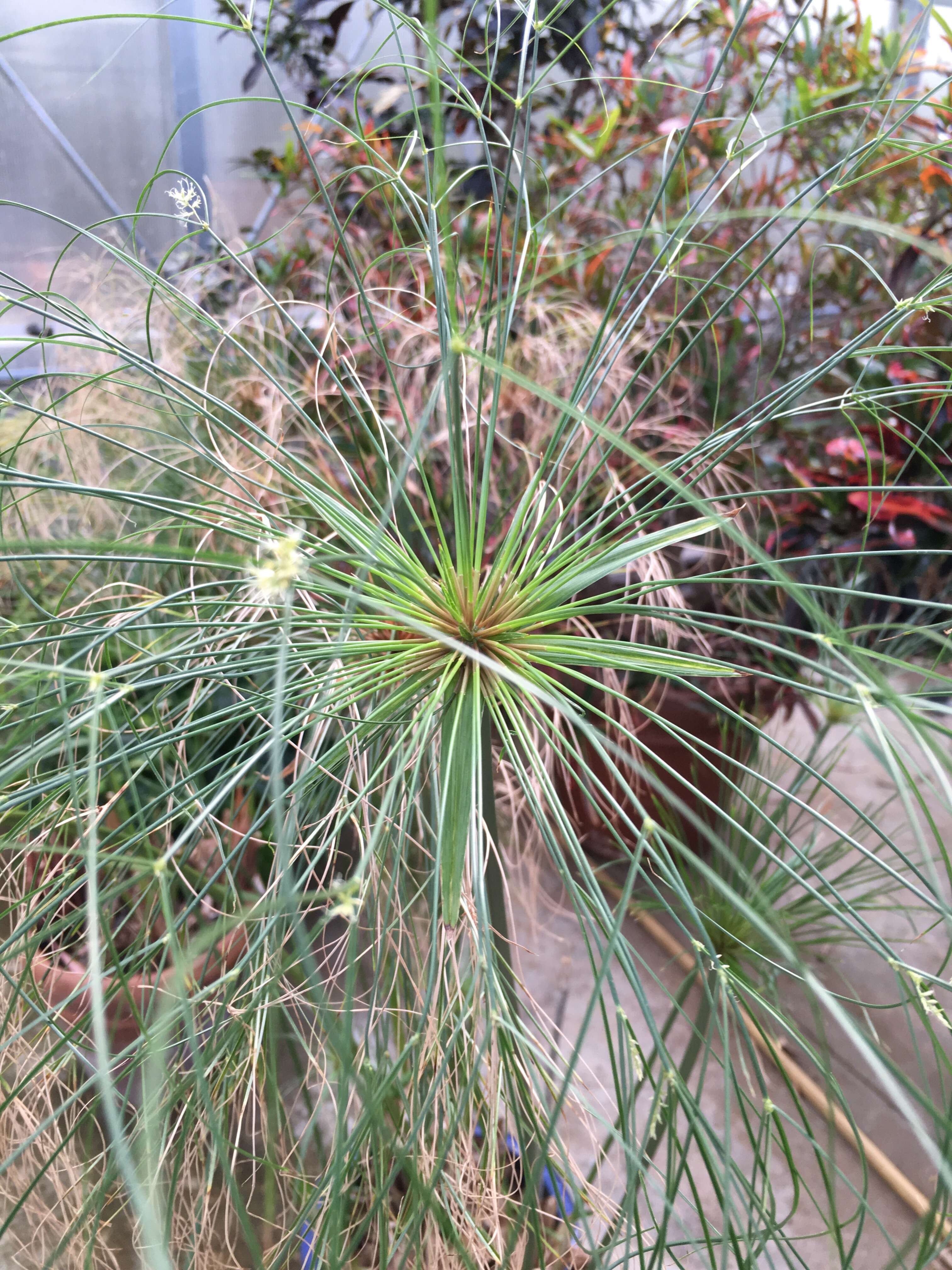 Image of Indian matting plant