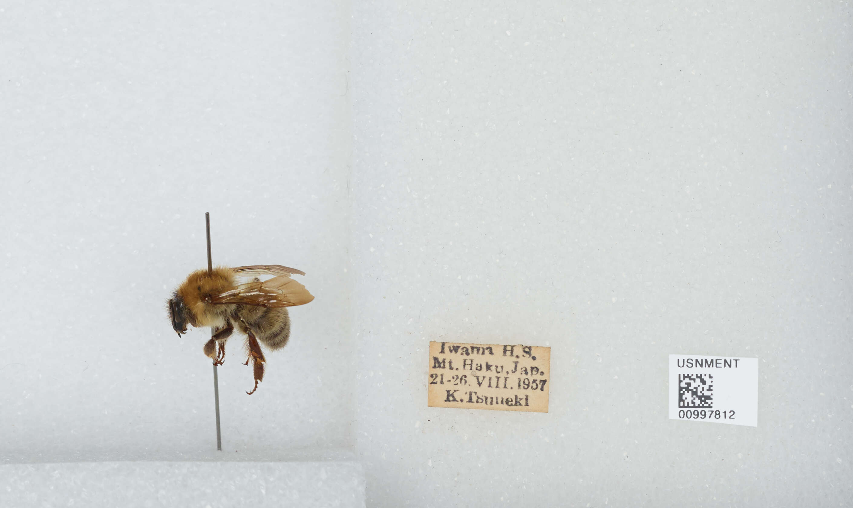 Imagem de Bombus diversus Smith 1869