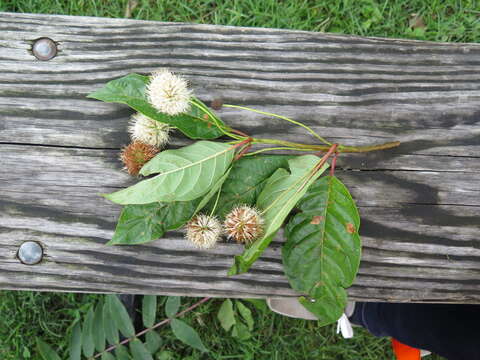 Image of common buttonbush