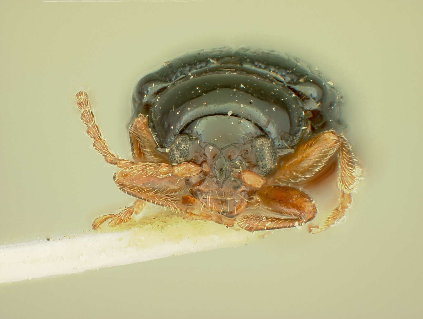 Image of Crepidodera Chevrolat 1836