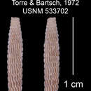 Imagem de Heterocoptis cavicostata C. de la Torre & Bartsch 1972