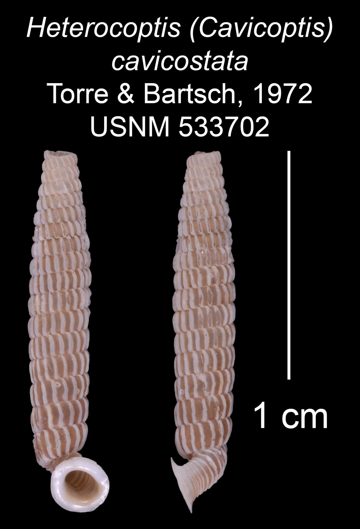 Imagem de Heterocoptis cavicostata C. de la Torre & Bartsch 1972