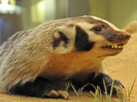 Image of badger