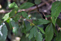 Paullinia rubiginosa Cambess.的圖片