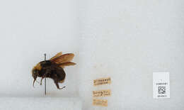 Image of Vosnesensky Bumble Bee