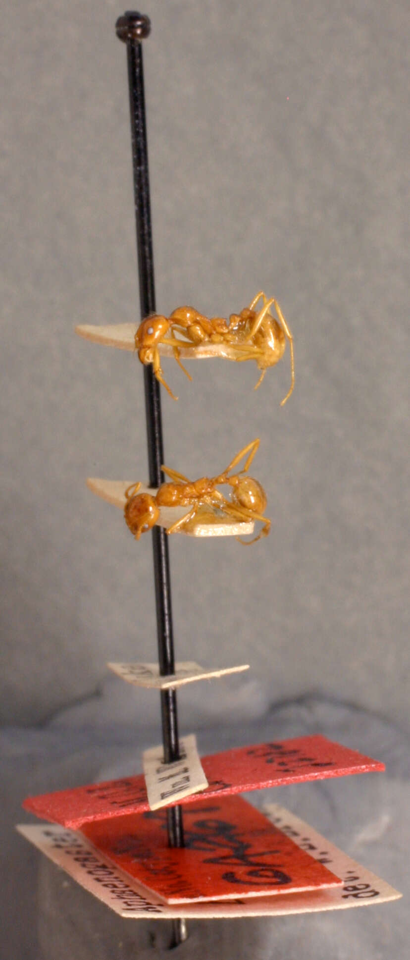 Image of Aphaenogaster barbigula Wheeler 1916
