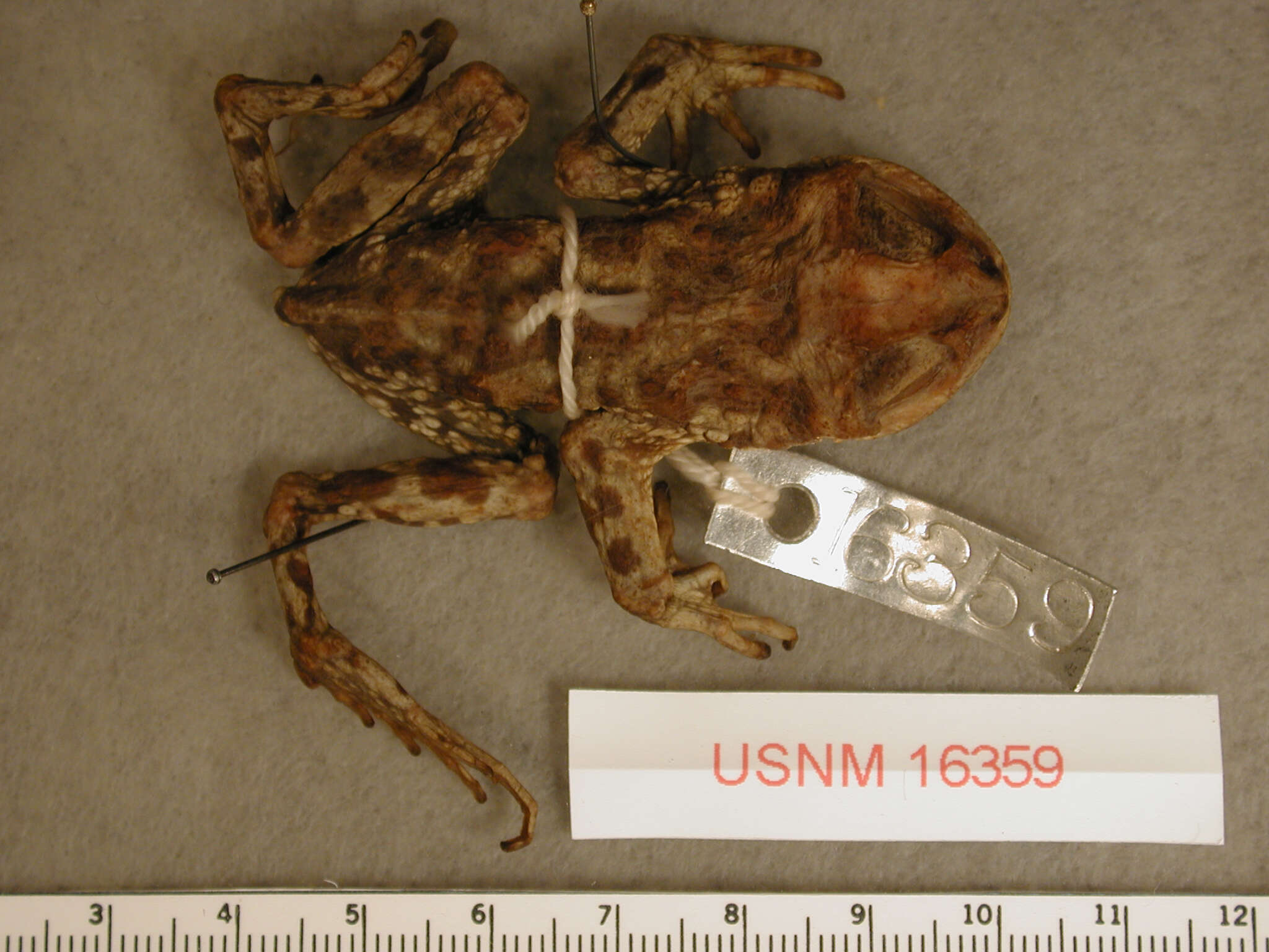 Image of Concepcion Toad