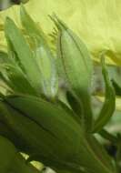 Imagem de Oenothera hartwegii subsp. pubescens (A. Gray) W. L. Wagner & Hoch