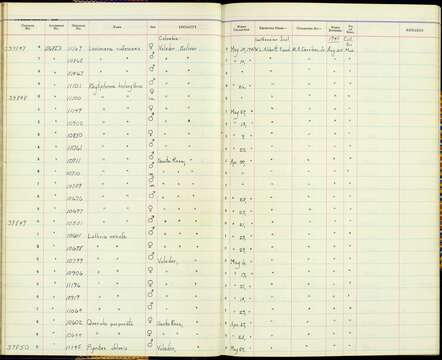 Piprites chloris antioquiae Chapman 1924的圖片