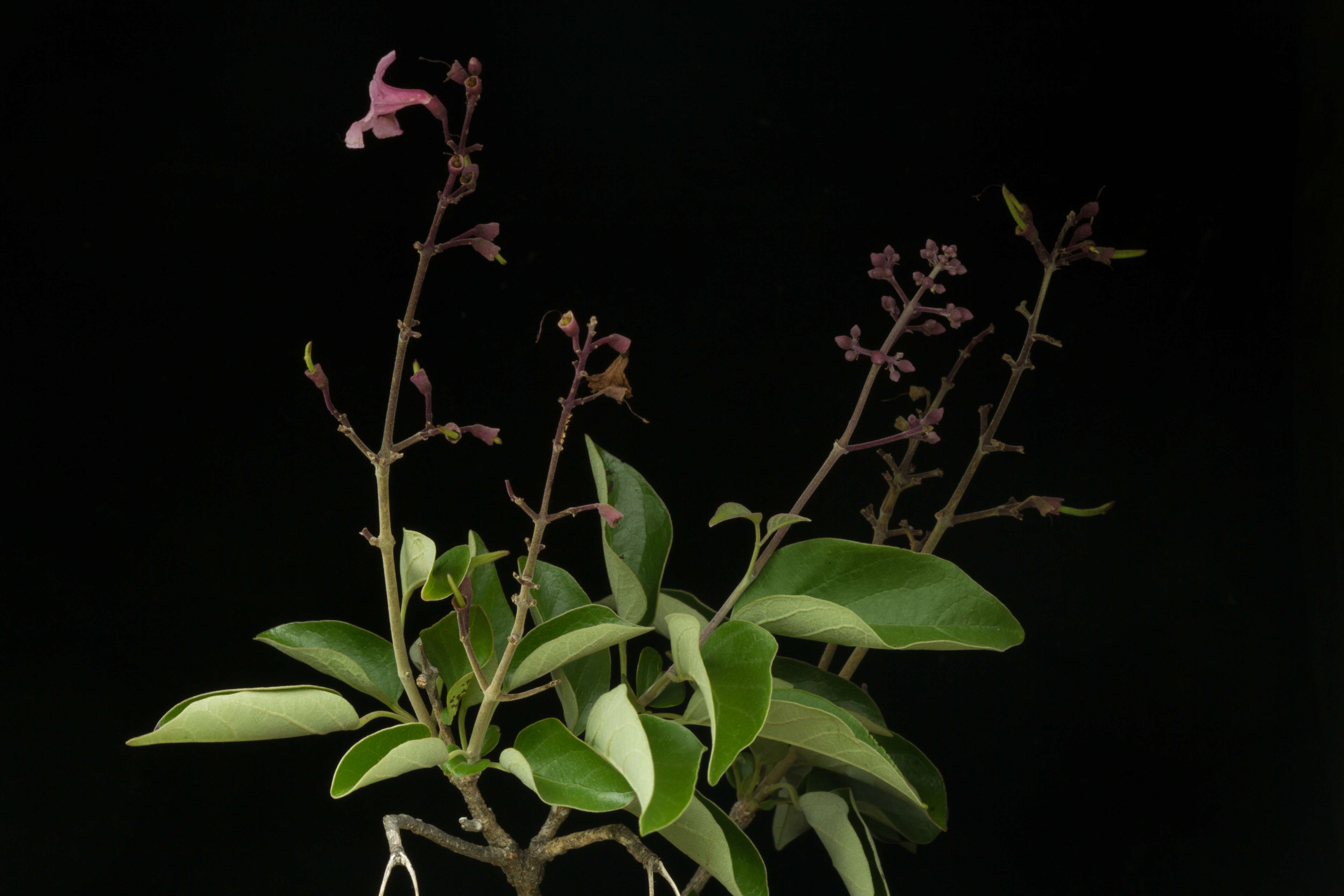 Image of Fridericia pubescens (L.) L. G. Lohmann