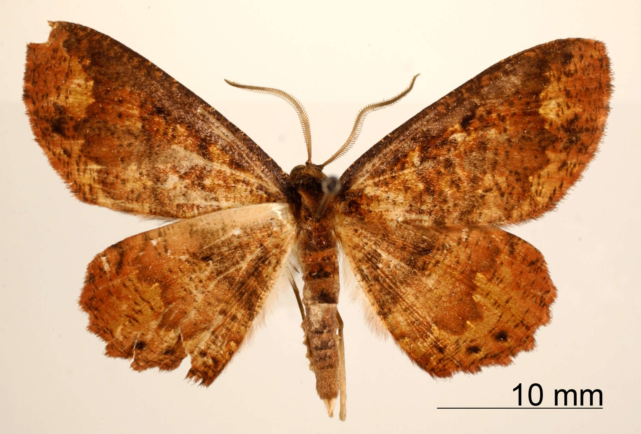 Image of Oenothalia paluma Schaus 1938