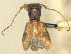 Image of Cyrtinus subopacus Fisher 1935