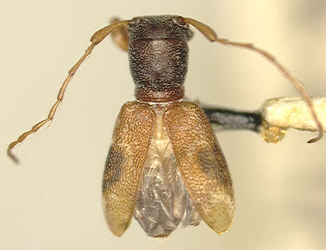 Image of Cyrtinus subopacus Fisher 1935