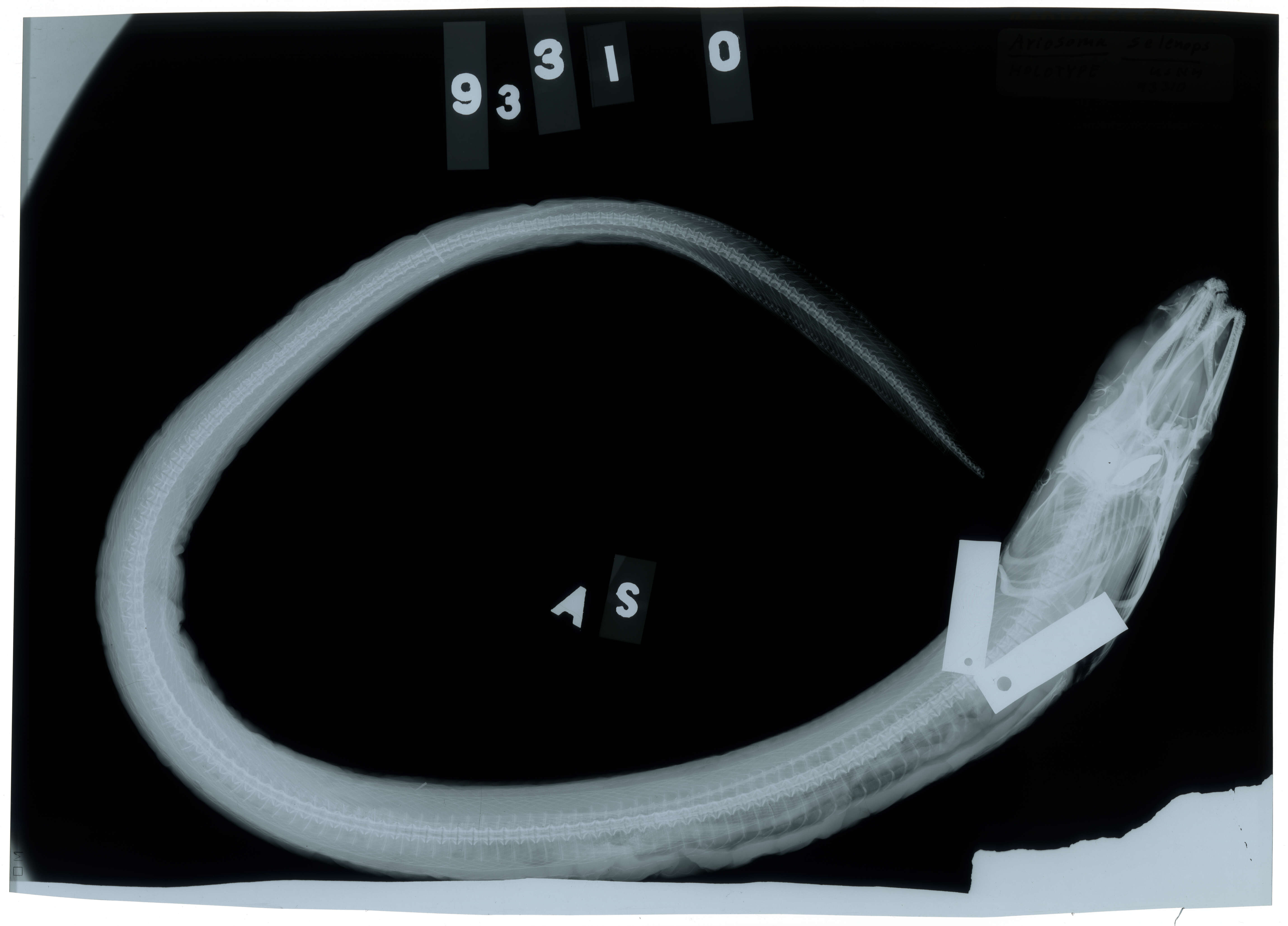 Image of Ariosoma selenops Reid 1934
