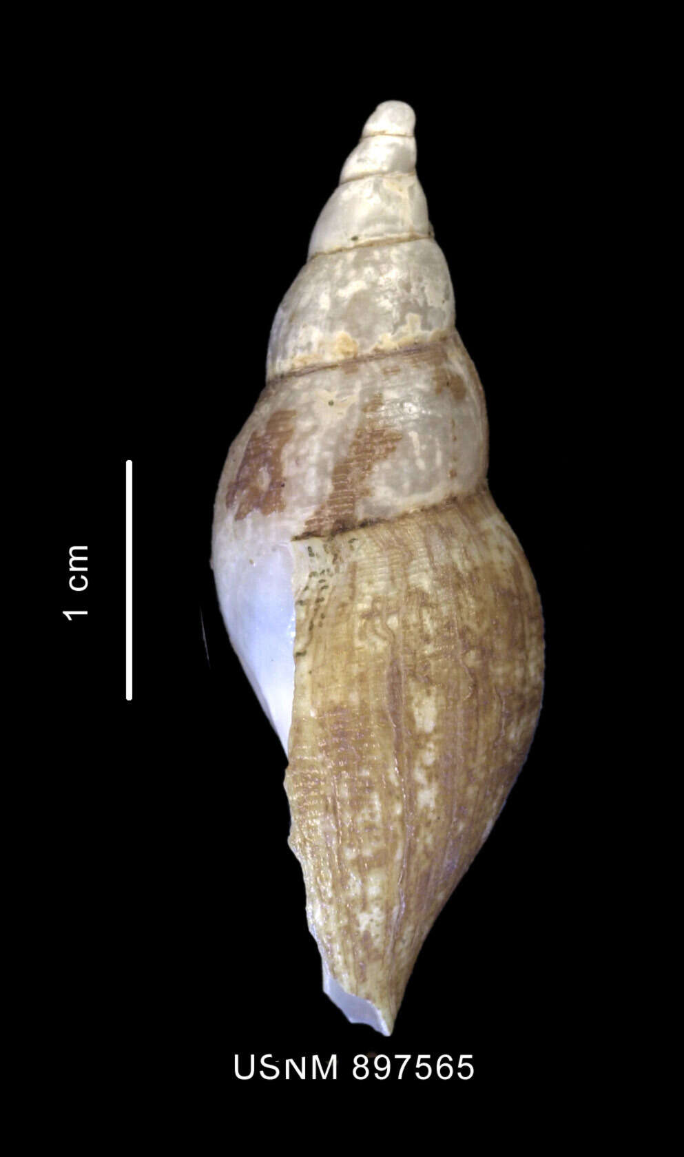 Image of Belaturricula gaini (Lamy 1910)