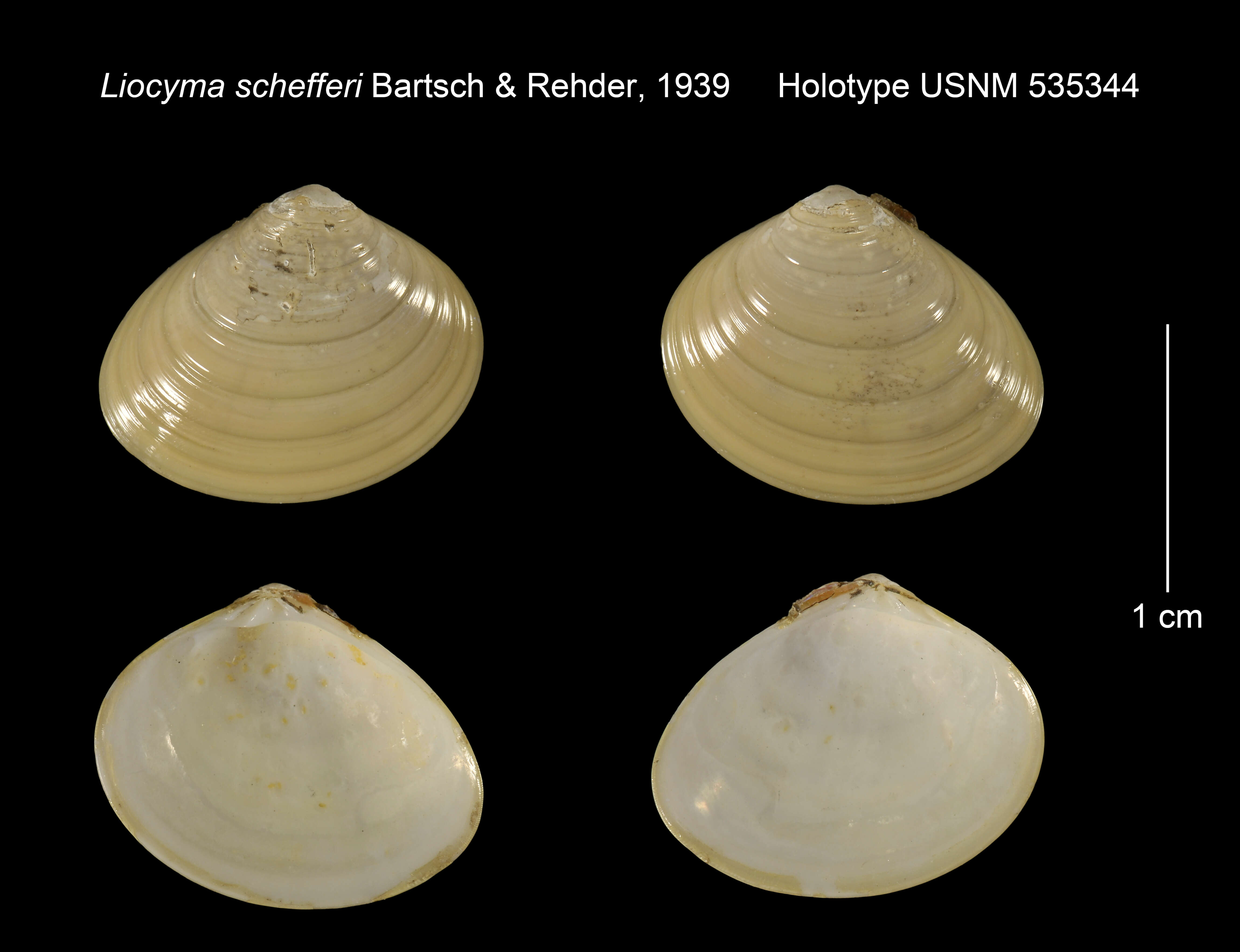 Image de Liocyma schefferi Bartsch & Rehder 1939