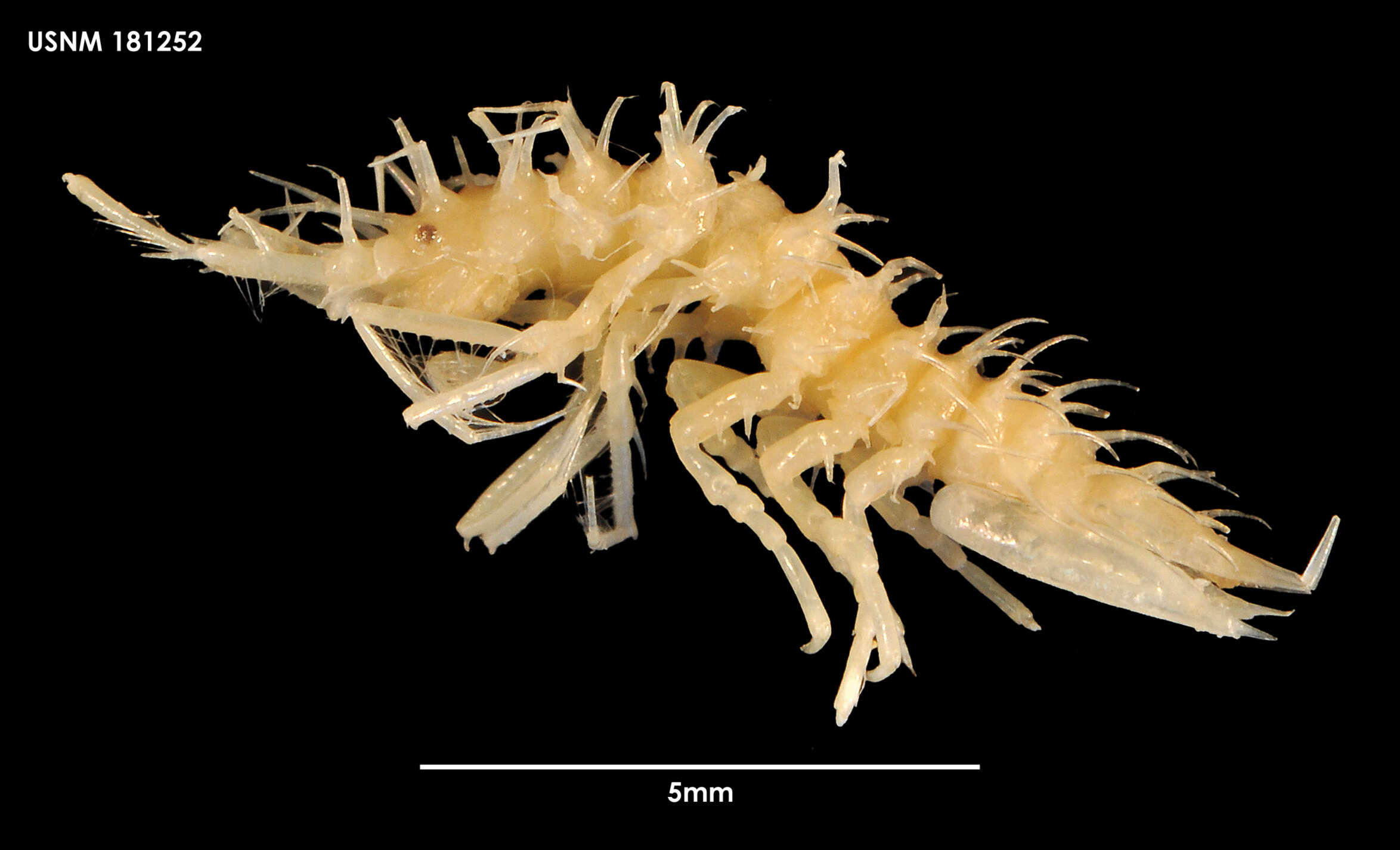 Image de Acantharcturus acutipleon Schultz 1981