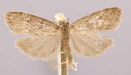 Image of Scoparia penumbralis Dyar 1906