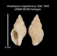 Image of Antistreptus magellanicus Dall 1902