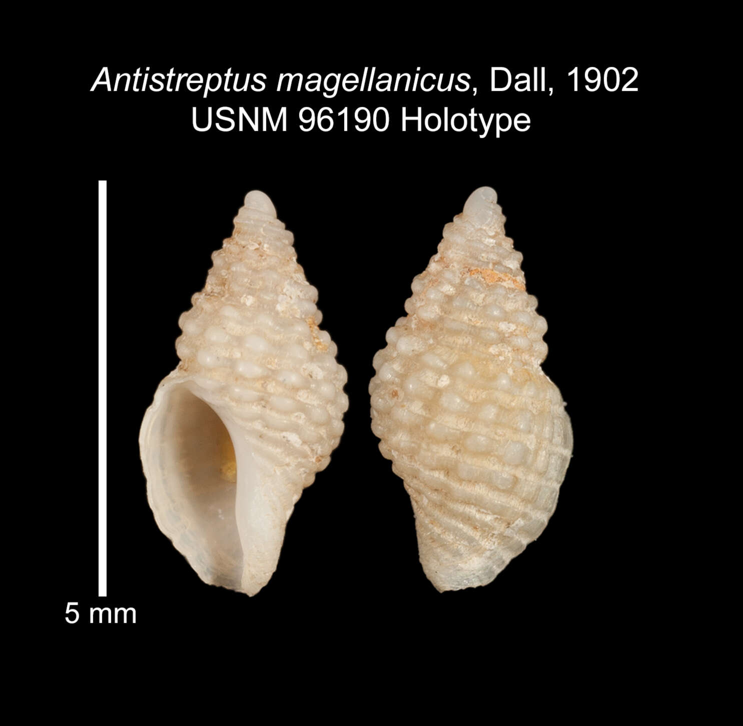 Sivun Antistreptus magellanicus Dall 1902 kuva