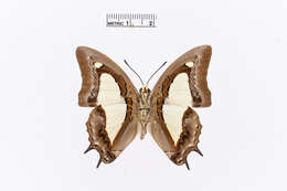 Image of Polyura athamas Drury 1773