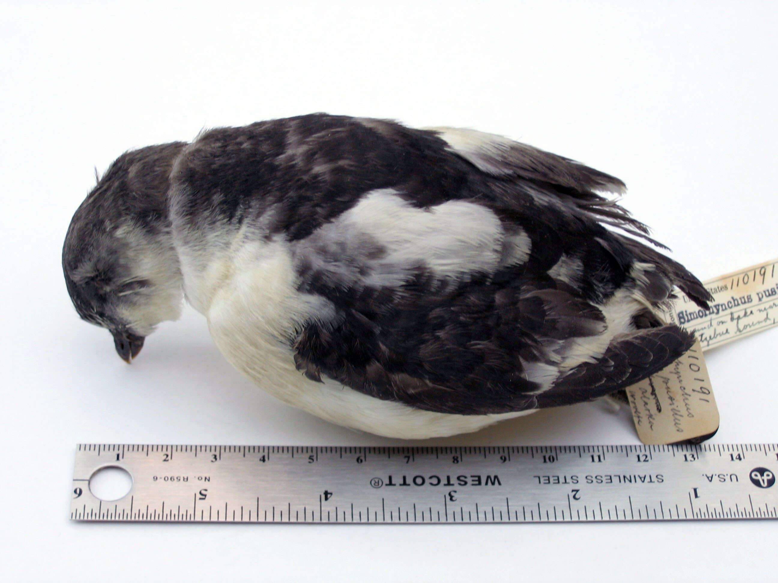 Image of Least Auklet