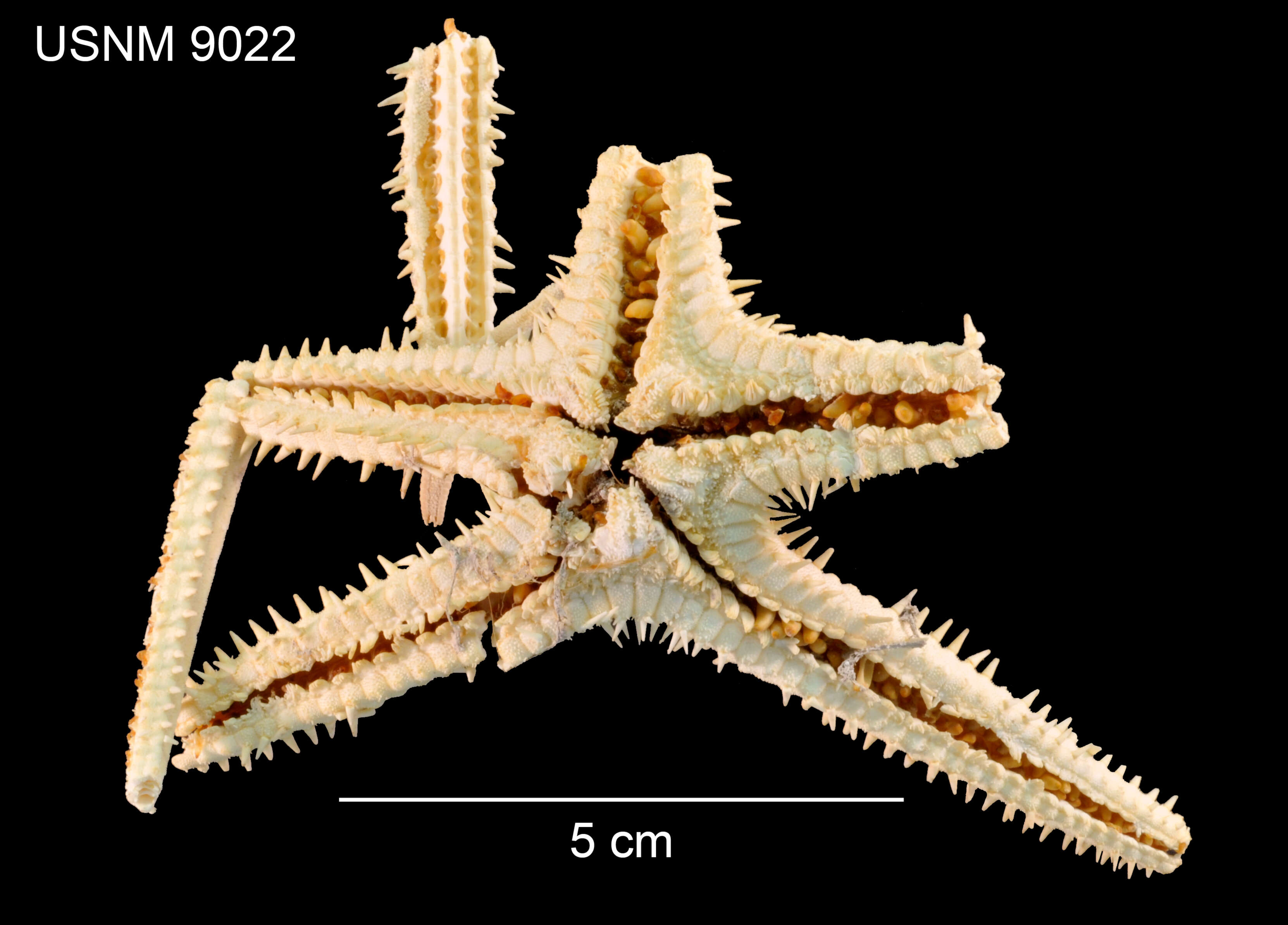 Image of Dytaster grandis (Verrill 1884)