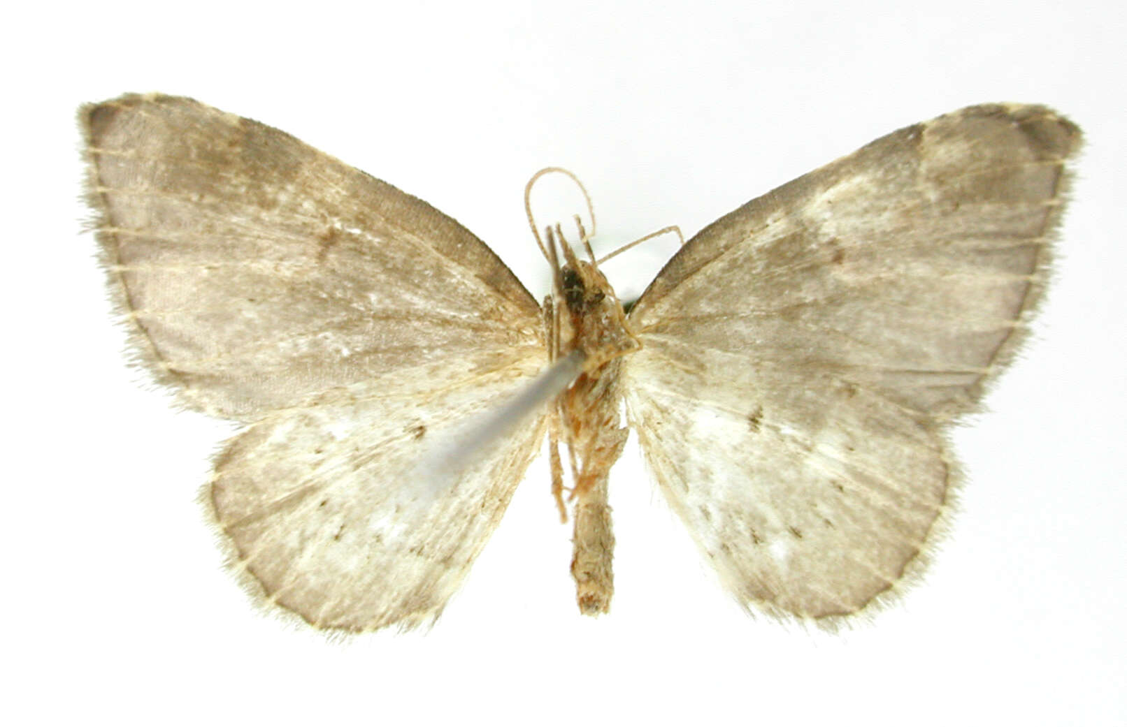 Image of Perizoma carnetincta Dognin 1911