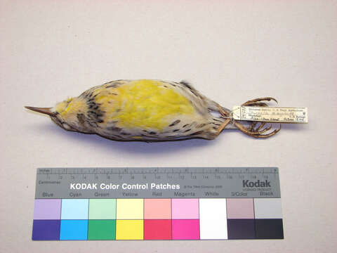 Image of Western Meadowlark