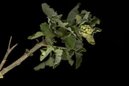 Image of <i>Parthenium <i>tomentosum</i></i> var. tomentosum