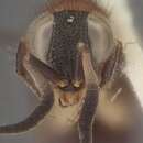 Image of Serendibula gracilis Krombein 1983