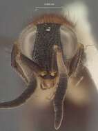 صورة Serendibula gracilis Krombein 1983