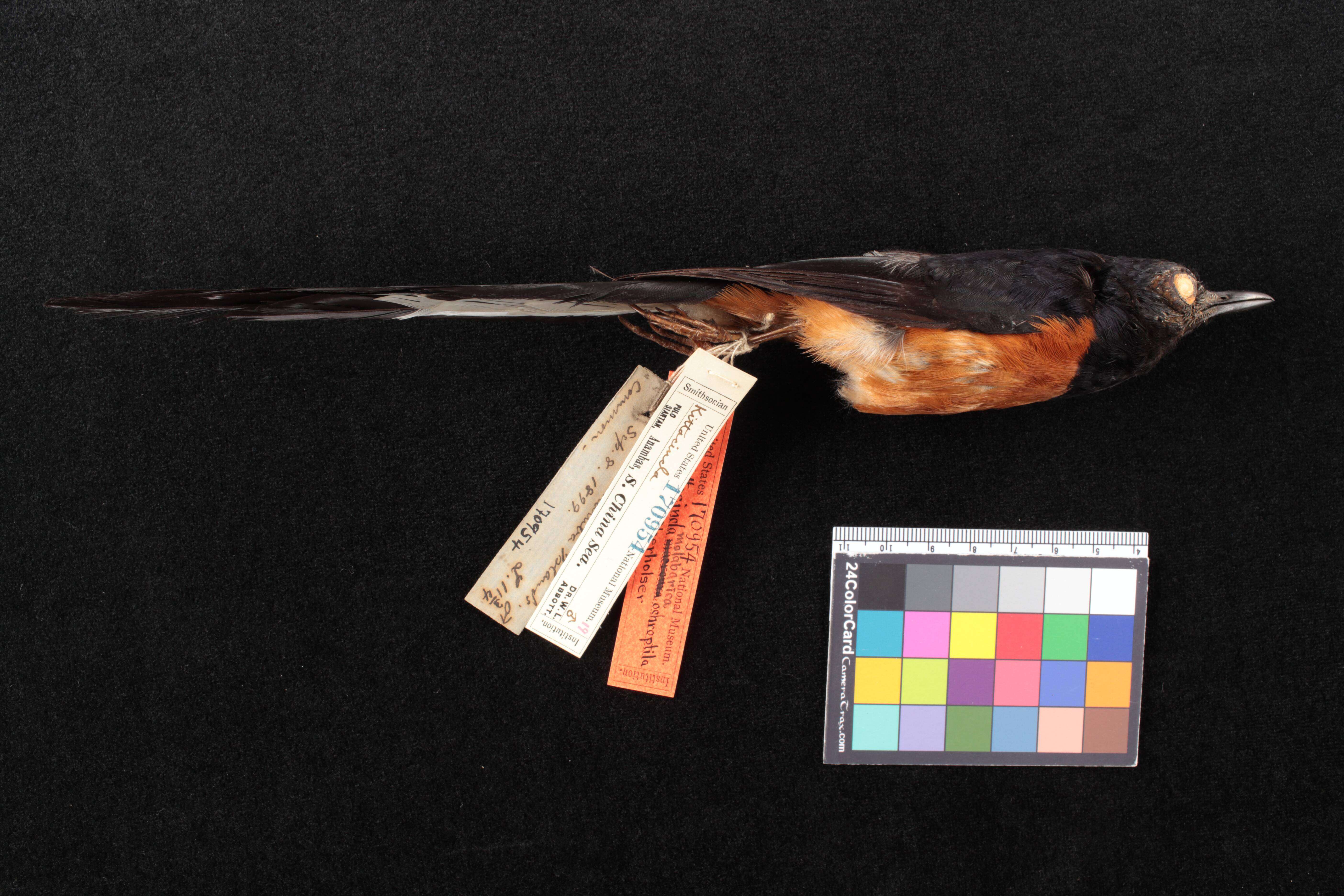 Image of White-rumped Shama